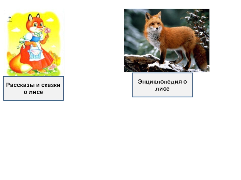 Лису 2 класс. Сочинение про лису 2 класс. Сочинение про лисицу 2 класс. Сочинение о лисе 2 класс. Рассказ о лисе по схеме.