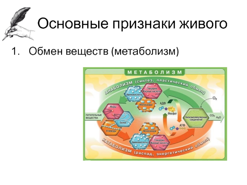 Обмен веществ и питание презентация