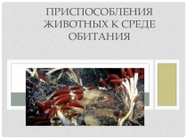 Приспособления животных к среде обитания