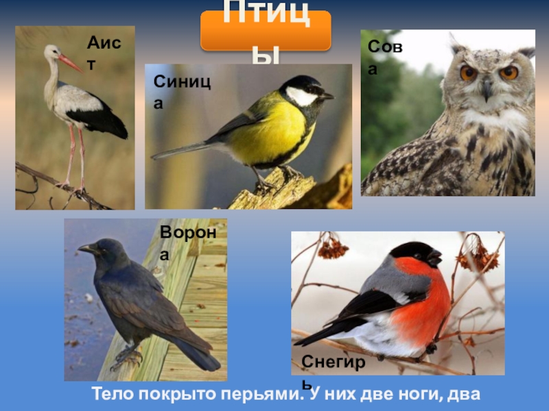 Птицы примеры. Птицы в окружающем мире. Птицы 2 класс. Птицы 2 класс окружающий мир. Птица из окружающего мира 2 класс.