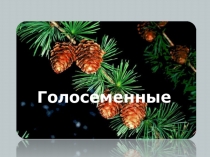 Презентация по биологии на тему: Голосеменные