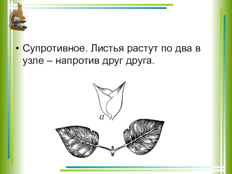 Презентация по биологии 6 класс побег и почки