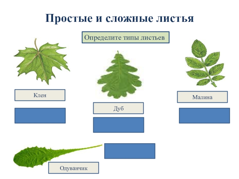 Дуб простой или сложный лист