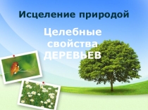 Презентация. Целебные свойства деревьев.