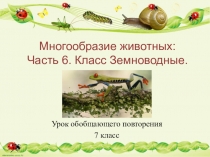 Презентация по биологии на тему Земноводные (7 класс, ОГЭ)