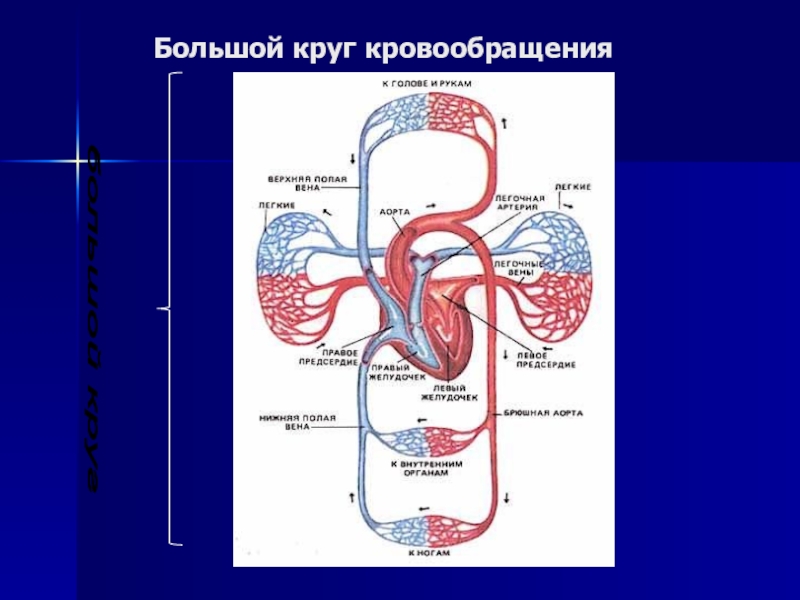 Малое кровообращение. Сердце большой и малый круг кровообращения. Органы малого круга кровообращения. Большой круг кровообращения и малый круг кровообращения. Малый круг кровообращения сердца.