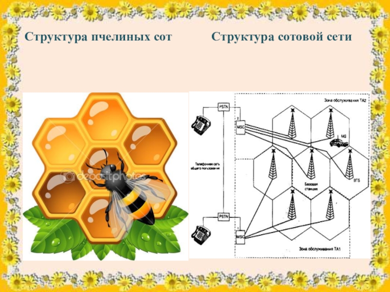 Сота связи. Структура пчелиных сот. Соты строение. Пчелиные соты структура. Строение сот у пчел.