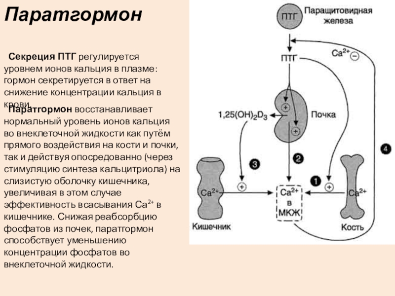 Паратгормон что это. Механизм действия паратгормона схема. Гормональная регуляция паратгормона. Паратирин регуляция секреции. Регуляция уровня кальция в крови схема.