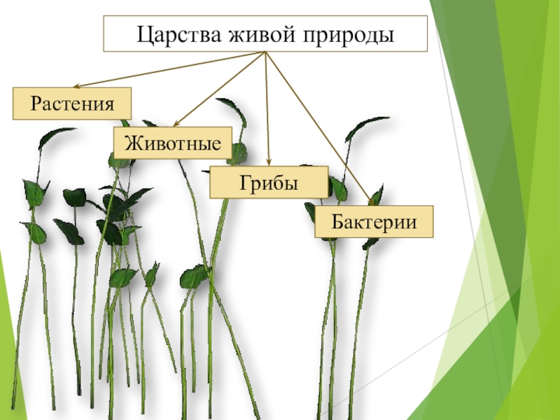 Группы царства растений