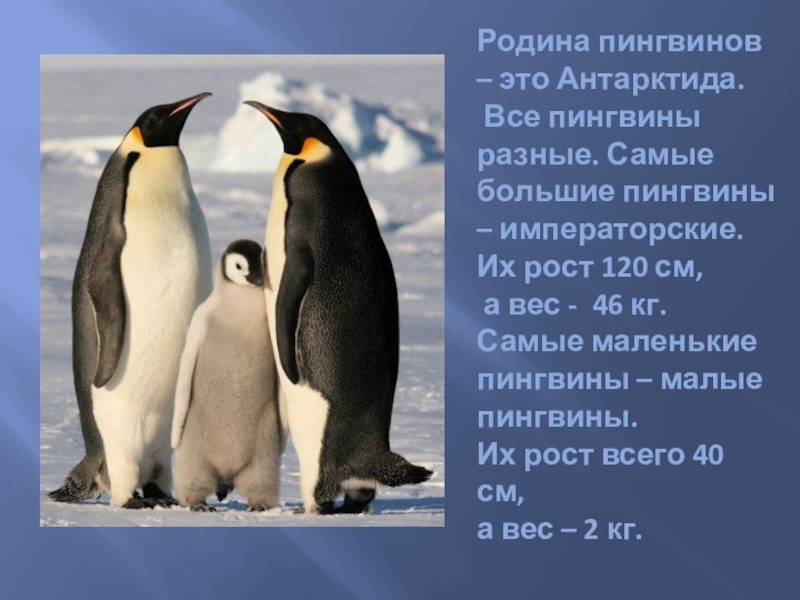 Рассказ про пингвина 1 класс