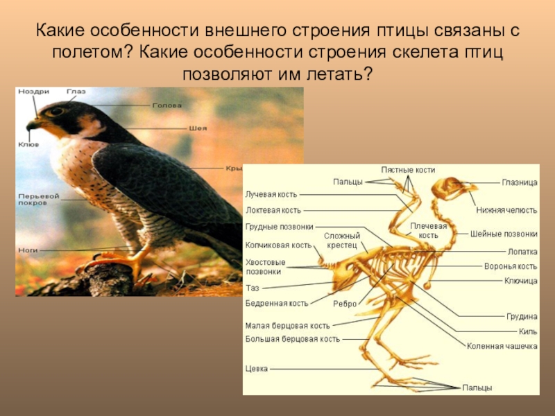 Особенности размножения птиц связанные с полетом