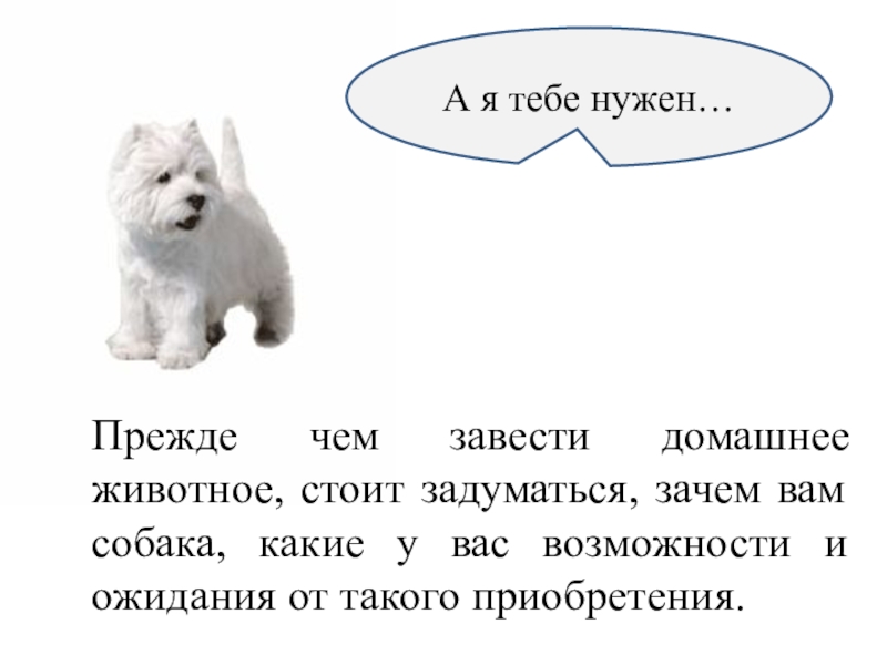 Зачем заводить. Для чего люди заводят домашних животных. Почему люди заводят домашних питомцев. Почему люди заводят животных. Прежде чем завести собаку.