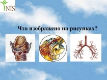 Презентация к уроку : Механизм вдоха и выдоха(10 класс).