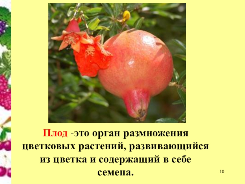 Зародыш цветковых растений развивается из. Плоды цветковых растений. Плод орган размножения. Семя у всех растений развивается в плодах. Плод цветкового растения развивается из.