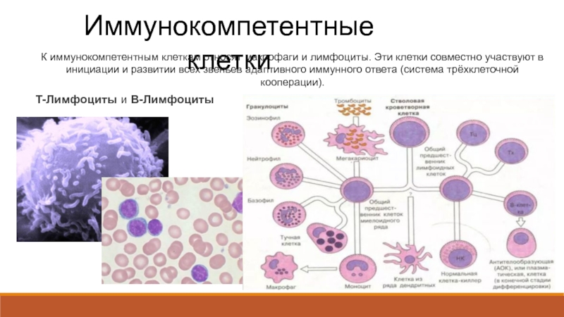 Иммунокомпетентные клетки схема