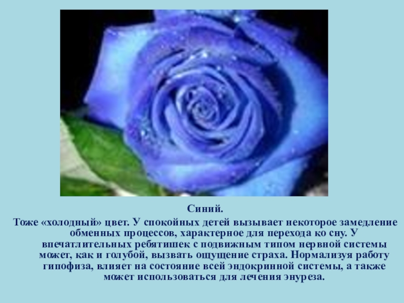 Что означает синие цветы. Сообщение про синий цвет. Голубые розы на языке цветов. Рассказ о синем цвете.