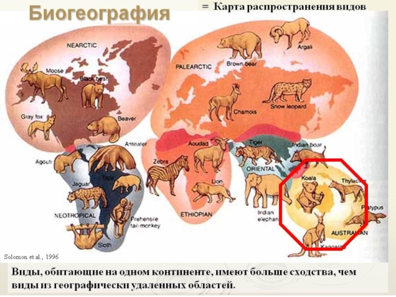 Биогеографические доказательства эволюции картинки