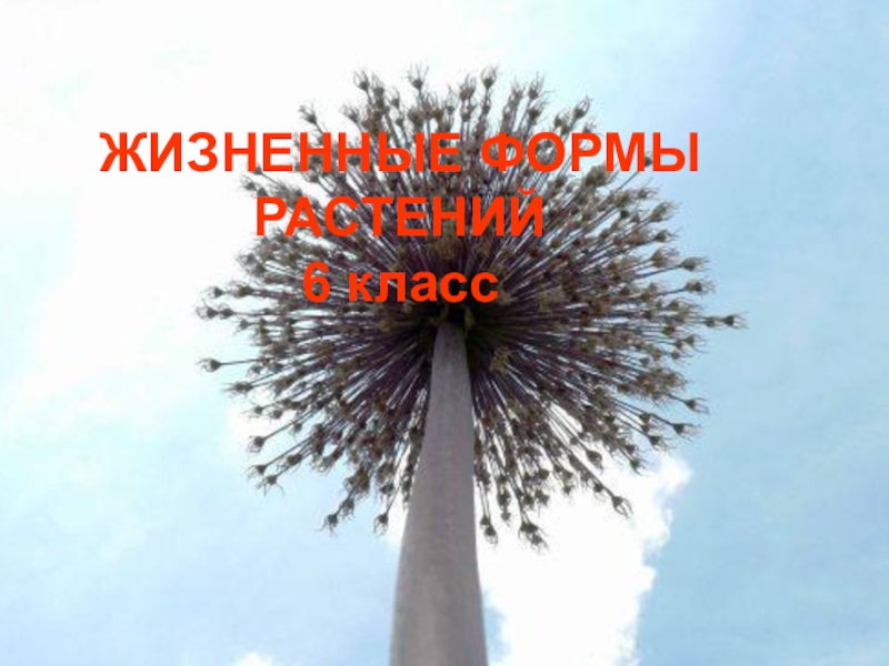 Презентация по биологии на тему Многообразие жизненных форм растений 6 класс