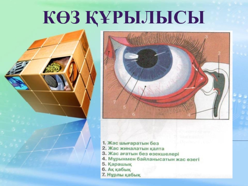 Көз құрылысы презентация