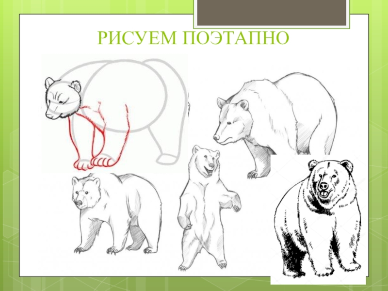 Рисуем поэтапно 2 класс презентация. Рисовать стенд поэтапно. Богородский медведь нарисовать. Рисунок тигра 1 класс изо презентация. 2 Класс урок изо рисунок медведя.