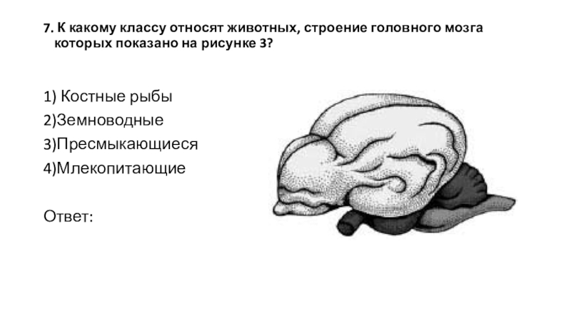 Мозг какой систематической группы изображен на рисунке