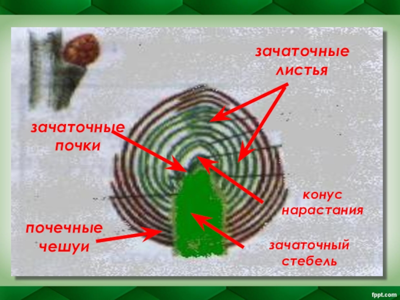 Конус нарастания образован тканью. Вегетативная почка конус нарастания. Зачаточные листья зачаточные почки конус нарастания. Конус нарастания зачаточного стебля. Лист, конус нарастания, зачаточный стебель..