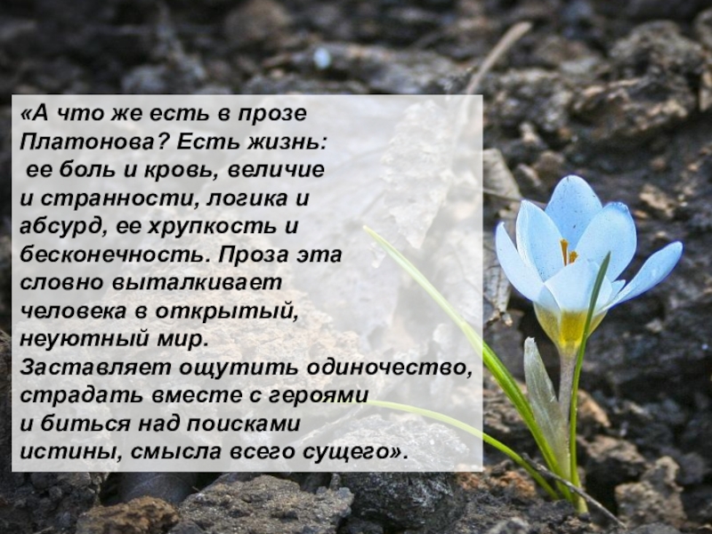 Тест неизвестный цветок 6. Неизвестный цветок. А П Платонов неизвестный цветок. Рассказ неизвестный цветок. Платонов а. "неизвестный цветок".