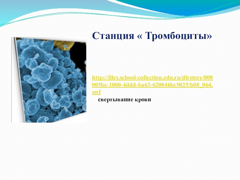 Станция « Тромбоциты» http://files.school-collection.edu.ru/dlrstore/000005bc-1000-4ddd-ba63-620046bc5025/b08_064.swf    свертывание крови
