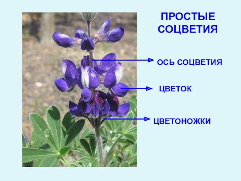 Презентация соцветие 6 класс