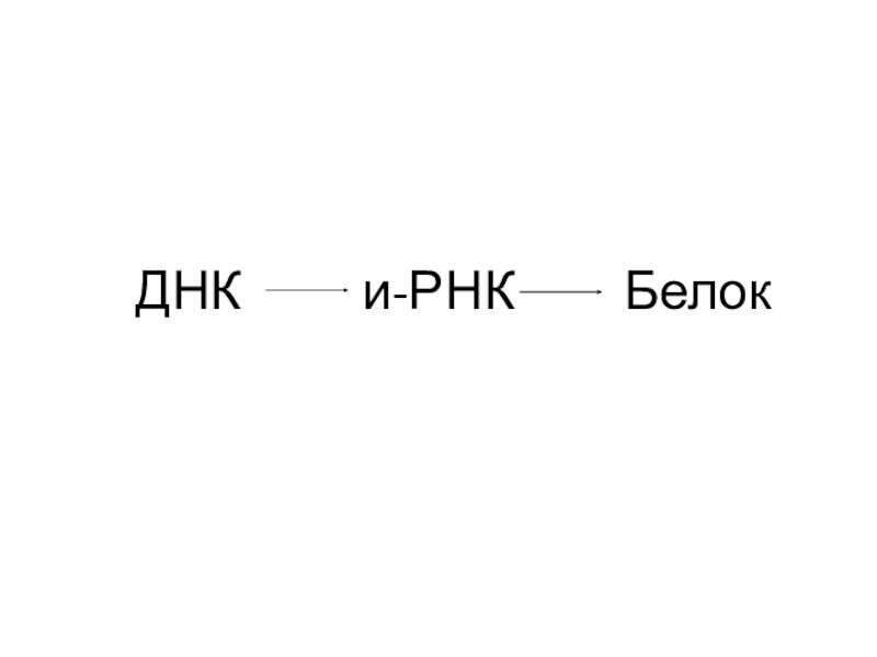 Проект на тему белки 10 класс