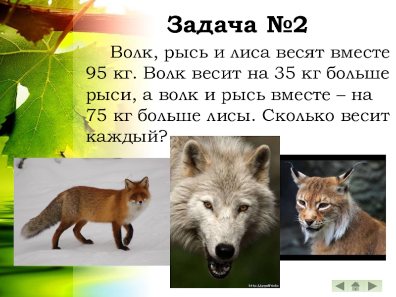 Сколько лисе лет. Рысь лиса волк. Кто больше волк или лиса. Сколько весит волк. Сколько весит лиса.