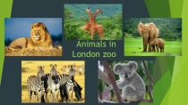 Животные в лондонском зоопарке