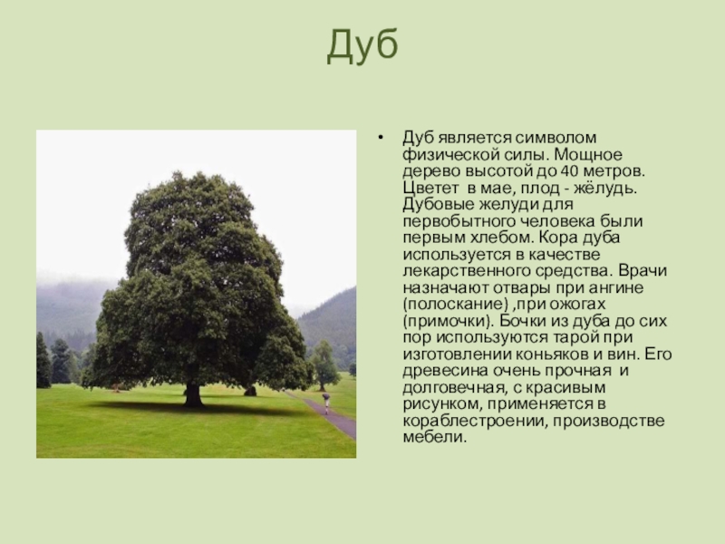 Дуб является. Высота дерева 40 метров. К чему относится дуб. Рассказ о плоде дуба 3 класс окружающий мир. Известно что дуб является.
