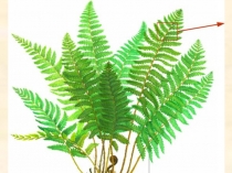 Презентация Папоротники, хвощи, плауны