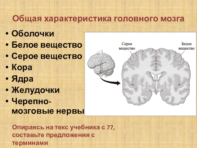 Функции серого вещества головного мозга. Головной мозг строение серое и белое вещество. Серое и белое вещество головного мозга анатомия. Серое и белое вещество МО. Серое и белое вещестов мозг.