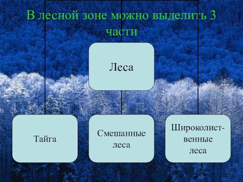 Какие три части. Части Лесной зоны. Части Лесной зоны России. Три части зоны лесов. Зона лесов делится на три части.