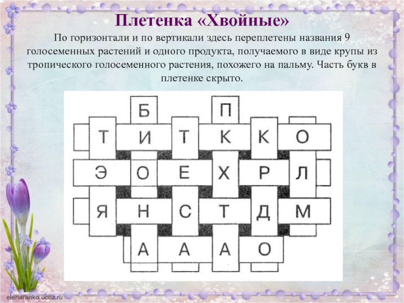 Плетеной сканворд. Головоломки по биологии с ответами. Кроссворд Голосеменные растения. По вертикали и горизонтали. Детский кроссворд по вертикали и по горизонтали.