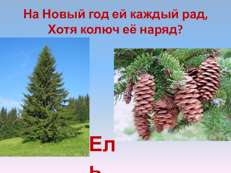 На Новый год ей каждый рад, Хотя колюч её наряд?Ель