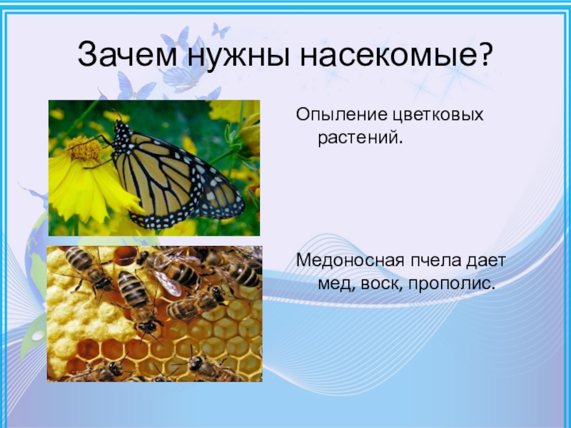 Насекомые приносящие пользу. Зачем нужны насекомые. Польза насекомых в природе для детей. Зачем нужны насекомые в природе. Польза насекомых.