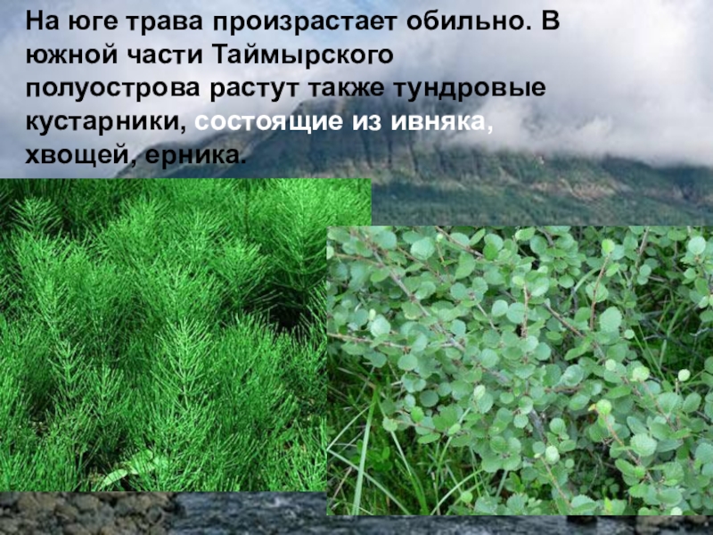 Также растет. Произростает или произрастает. Травяной Покров естественно произрастающий. 3 Растения произрастающие в естественных условиях. Страны где произрастают травы.