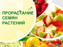 Презентация по биологии на тему Прорастание семян растений