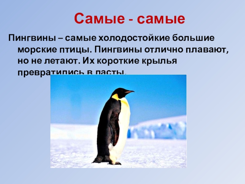 Презентация для дошкольников о пингвинах