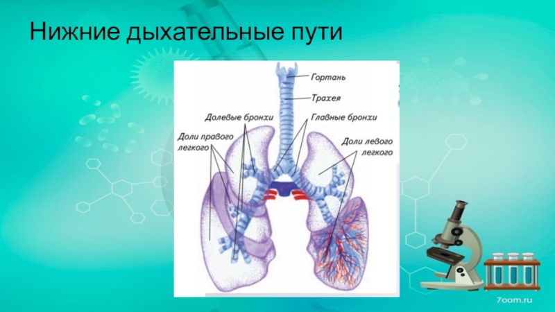 Верхние дыхательные пути и нижние дыхательные пути схема