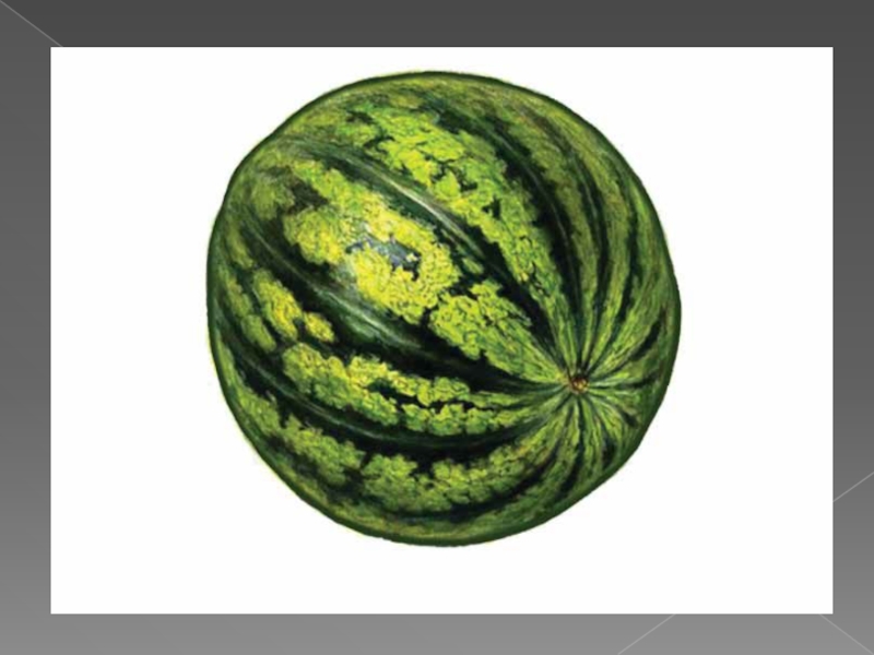 полосатый зеленый арбуз. арбуз зелёный лосось. арбуз светло зеленый. арбуз круглый. арбуз светло зеленый.