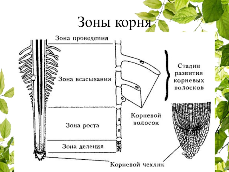 Рисунок корень 6 класс биология