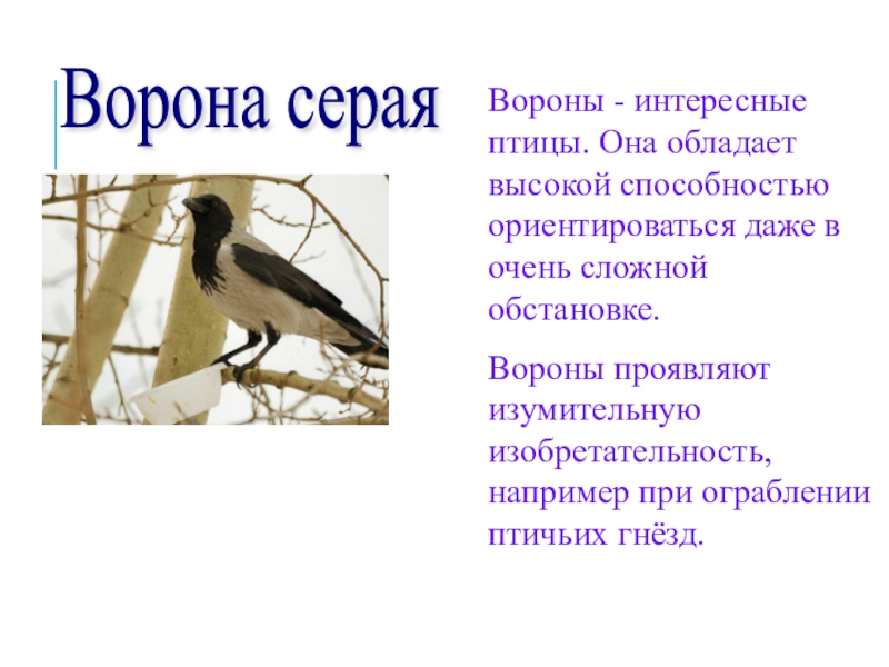 Краткое содержание ворона. Серая ворона. Серая ворона описание. Серая ворона Перелетная птица. Серая ворона описание птицы.