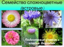 Презентация по биологии Семейство сложноцветные