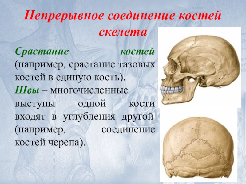 Подвижное соединение в черепе. Кости черепа соединение костей черепа. Непрерывные соединения черепа. Соединение костей черепа швы. Непрерывные соединения костей черепа.