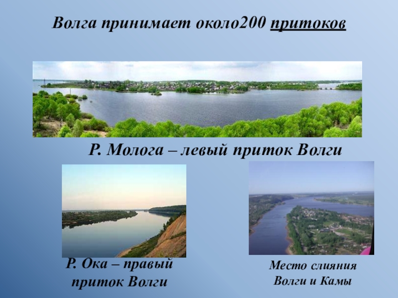 Река кама является притоком реки. Река Волга притоки Ока и Кама. Река Кама левый приток Волги. Река Волга притоки Волги. Притоки Волги правые и левые.