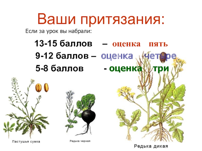 Семейства крестоцветные кроссворд. Семейство крестоцветные Дикая редька биология 6 класс. Редька Дикая систематика. Жизненные формы крестоцветных. Жизненная форма редьки дикой.